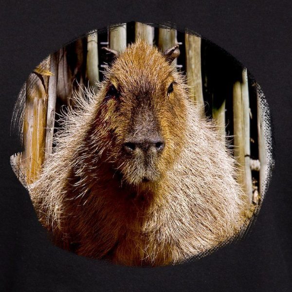 Capybara Staring Men’s Hooded Sweatshirt - Image 3
